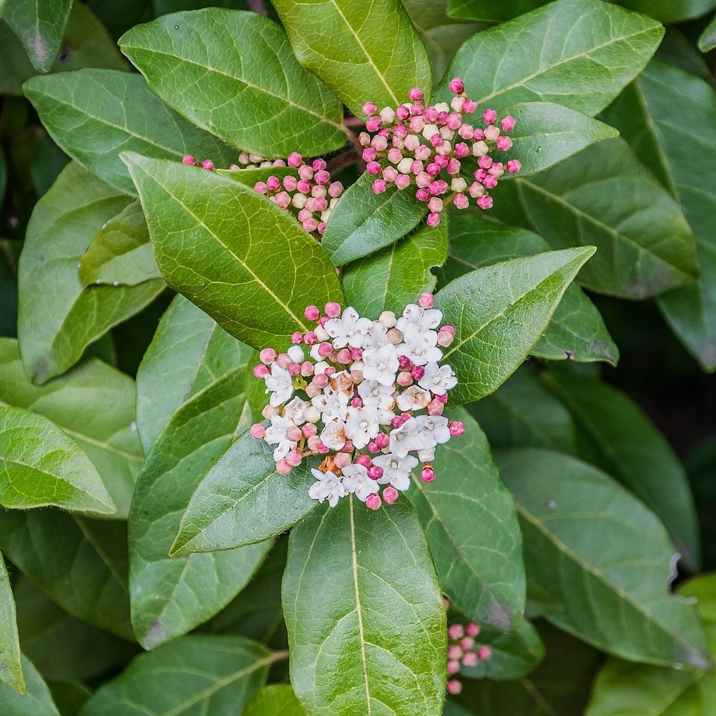 Laurier tin 'Quimper' Pot 3L