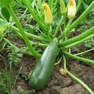 PLANT DE COURGETTE VERTE Zuboda