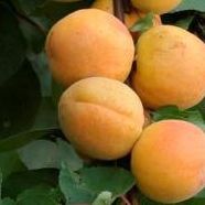 Abricotier - Prunus armeniaca "Précoce de Saumur"