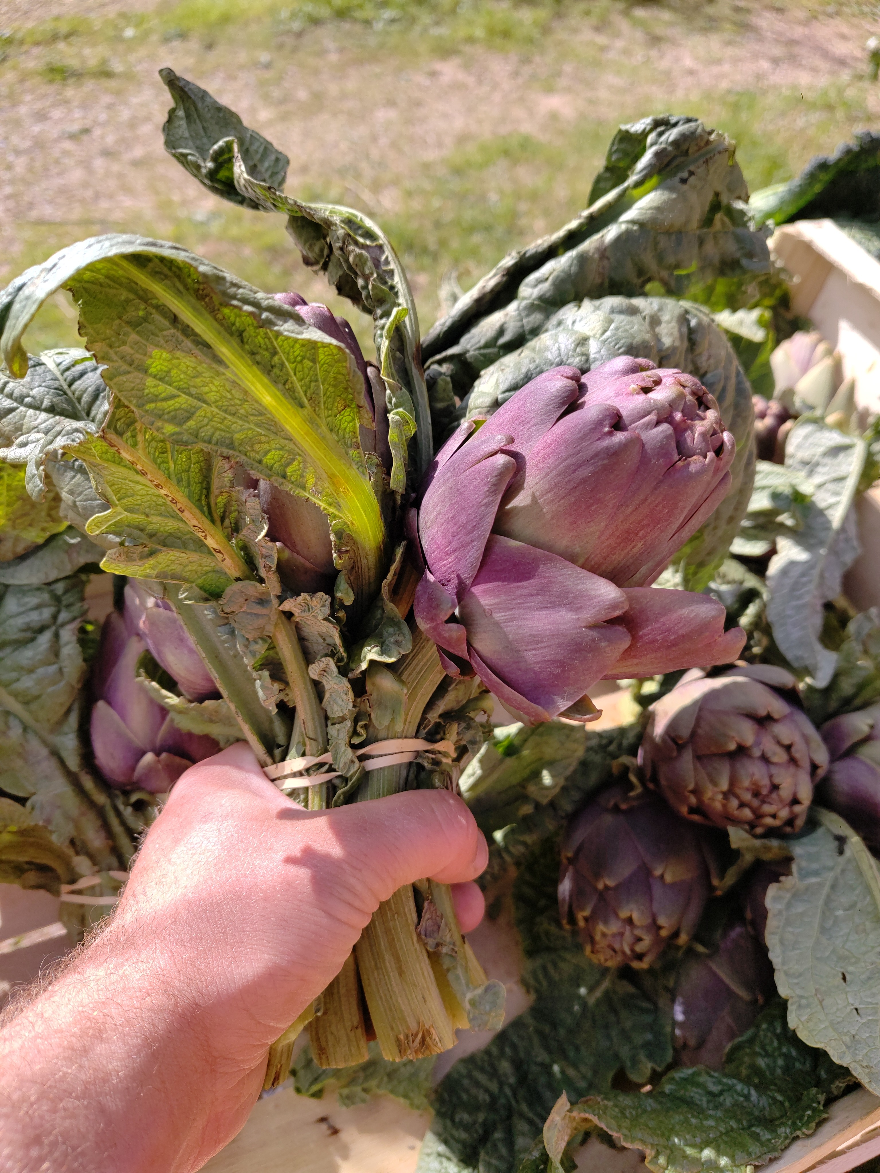 Artichaut violet botte 5/6