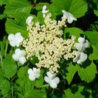 Viorne obier - pot 4L