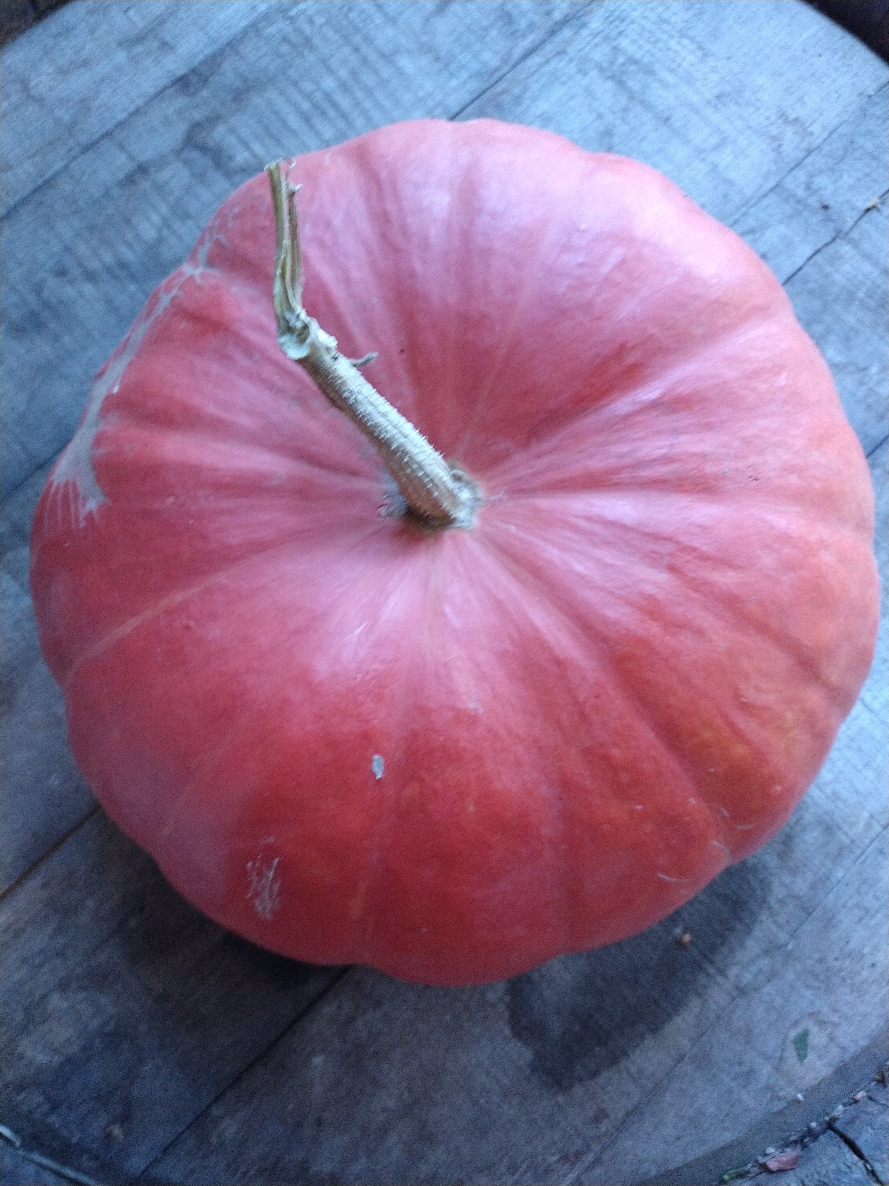 Potiron rouge vif d'Etampes AB