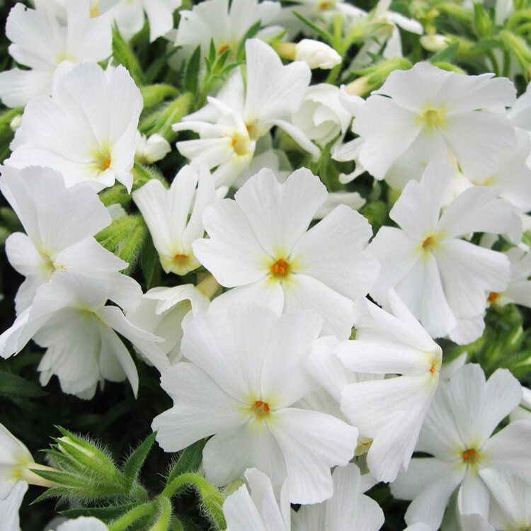 Phlox mousse blanc oeur jaune