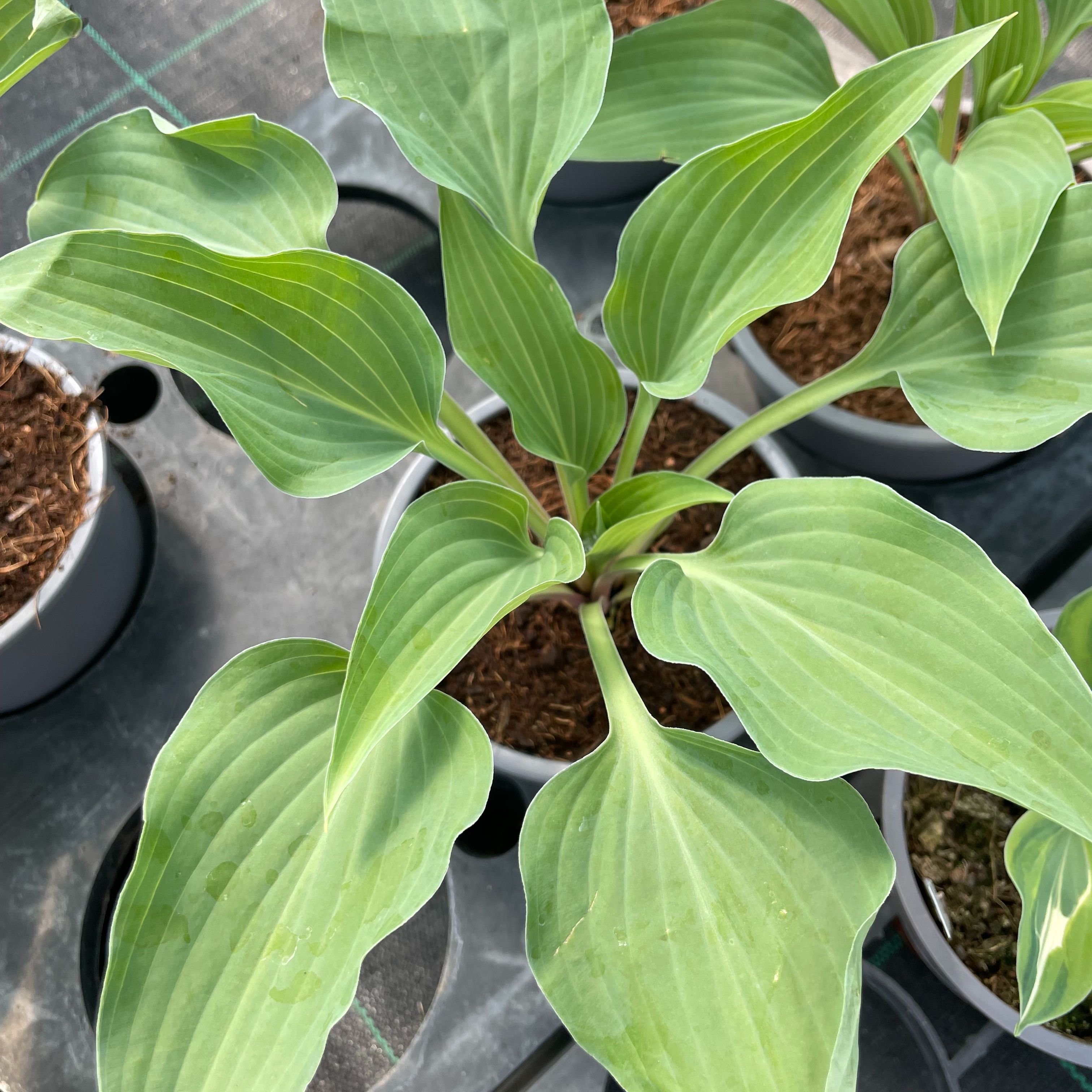 Hosta 'Slim and Trim'