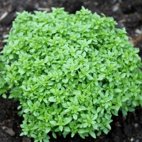 Basilic Grec
