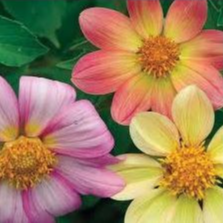 Dahlia coccinea 'Victoriana Mix' - godet 8 cm