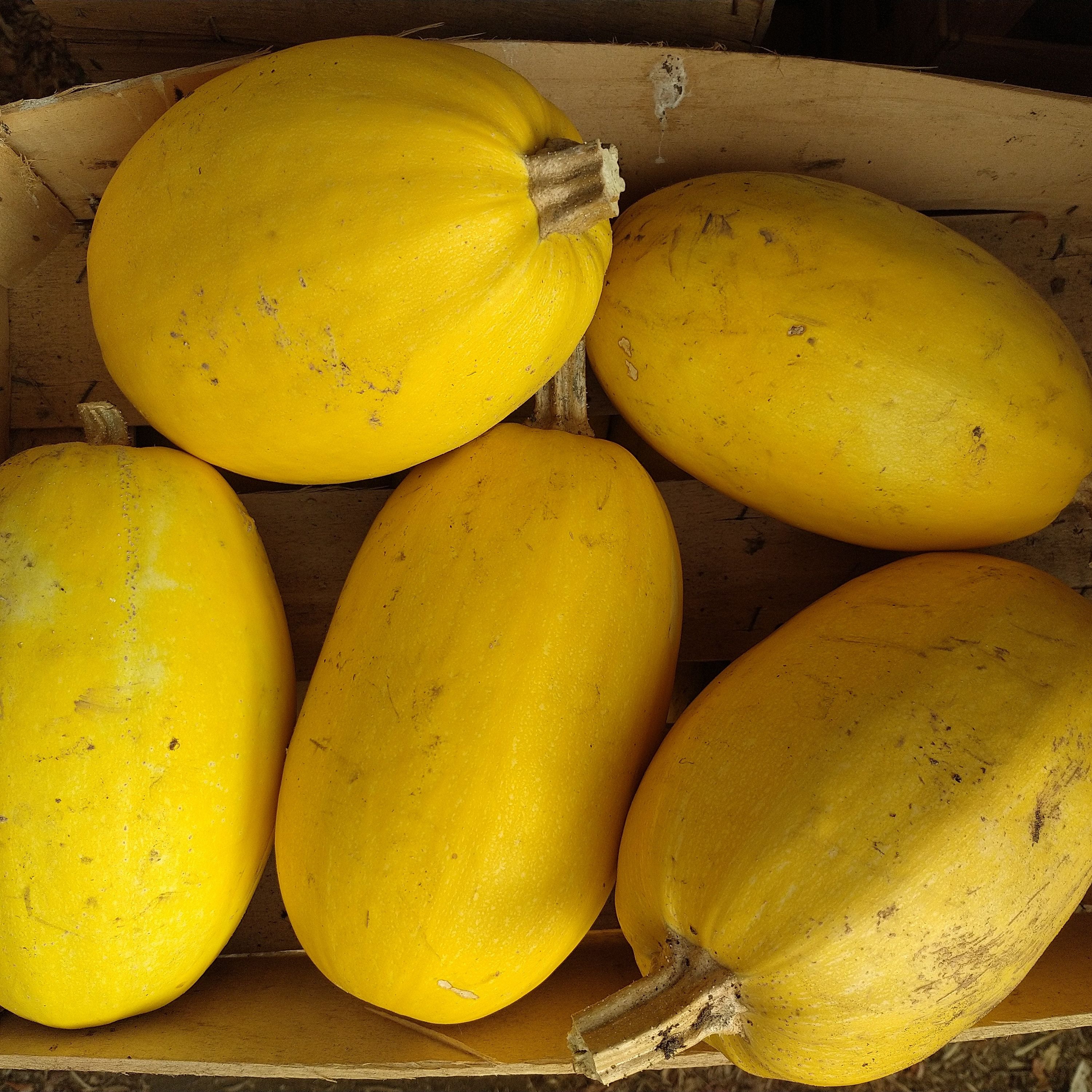 Courge spaghetti - 1,2kg