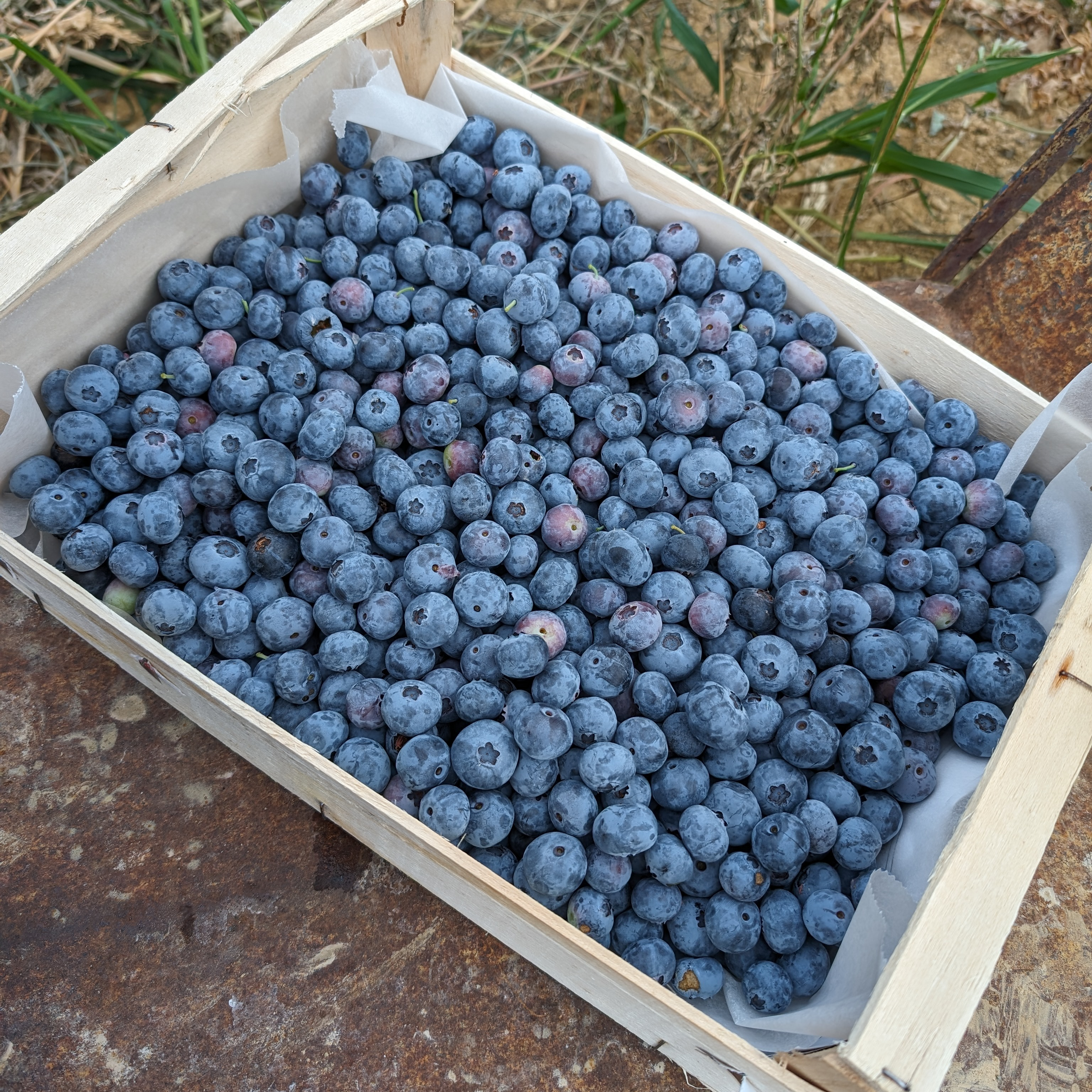 Myrtilles fraiches récoltées à la mains - 5kg