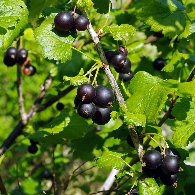 Cassissier (Ribes nigrum) 'Géant de Boskoop'