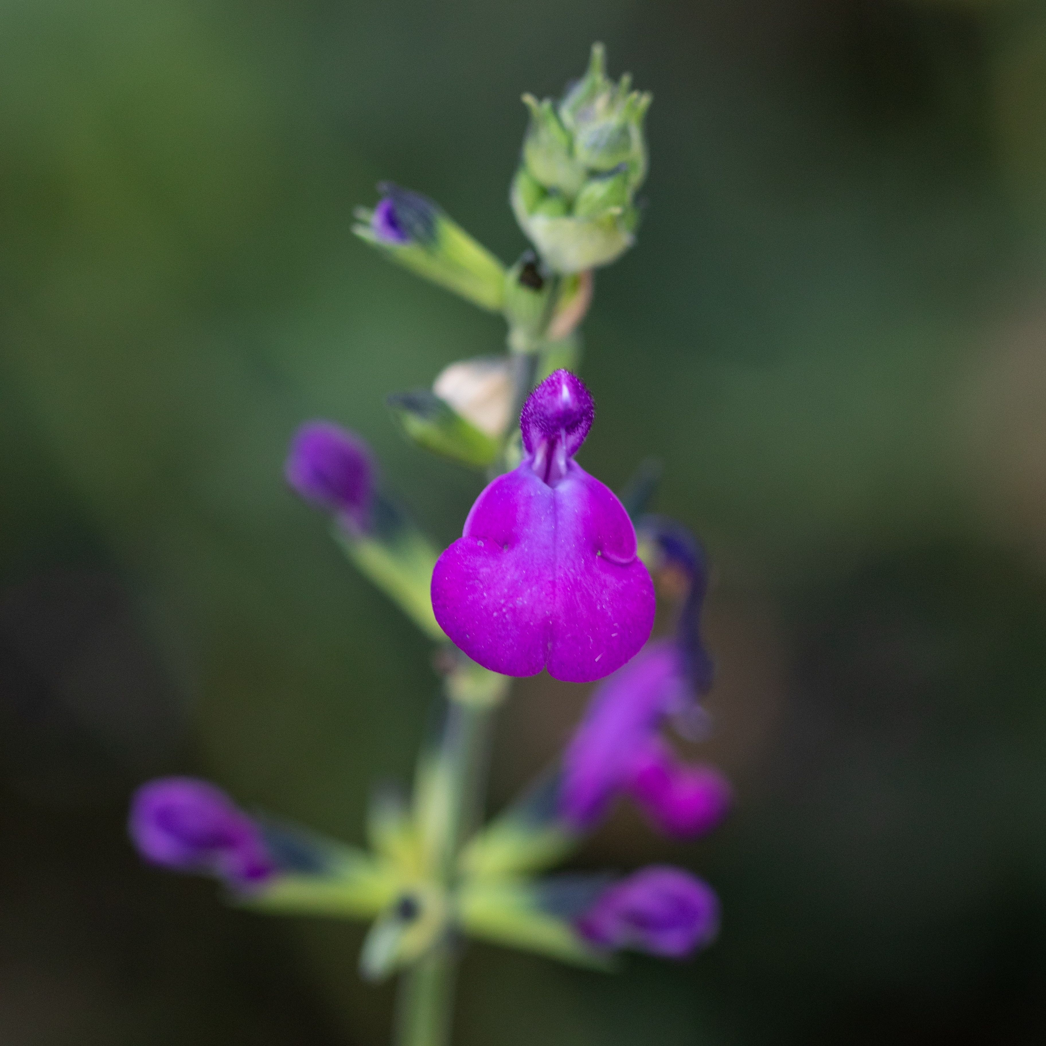 Salvia chamaedryoïdes x microphylla