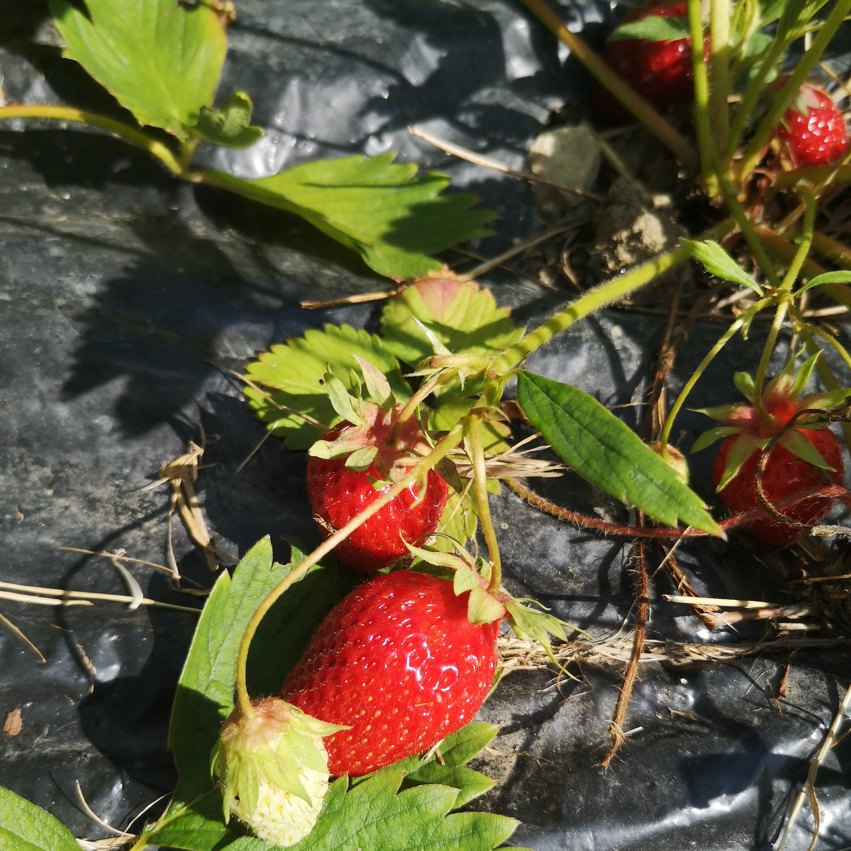 Fraises du jardin - 250g