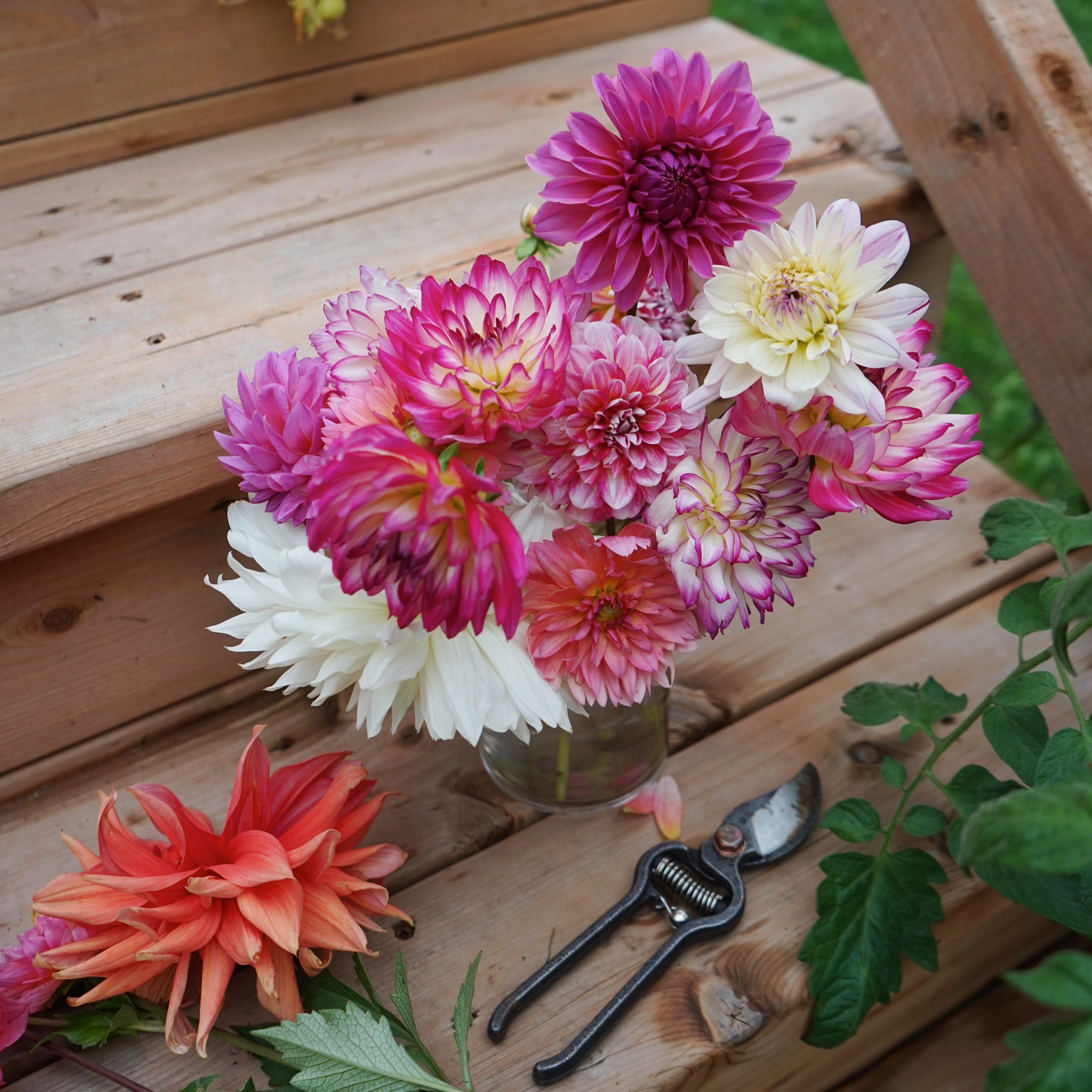 Botte de Dahlias