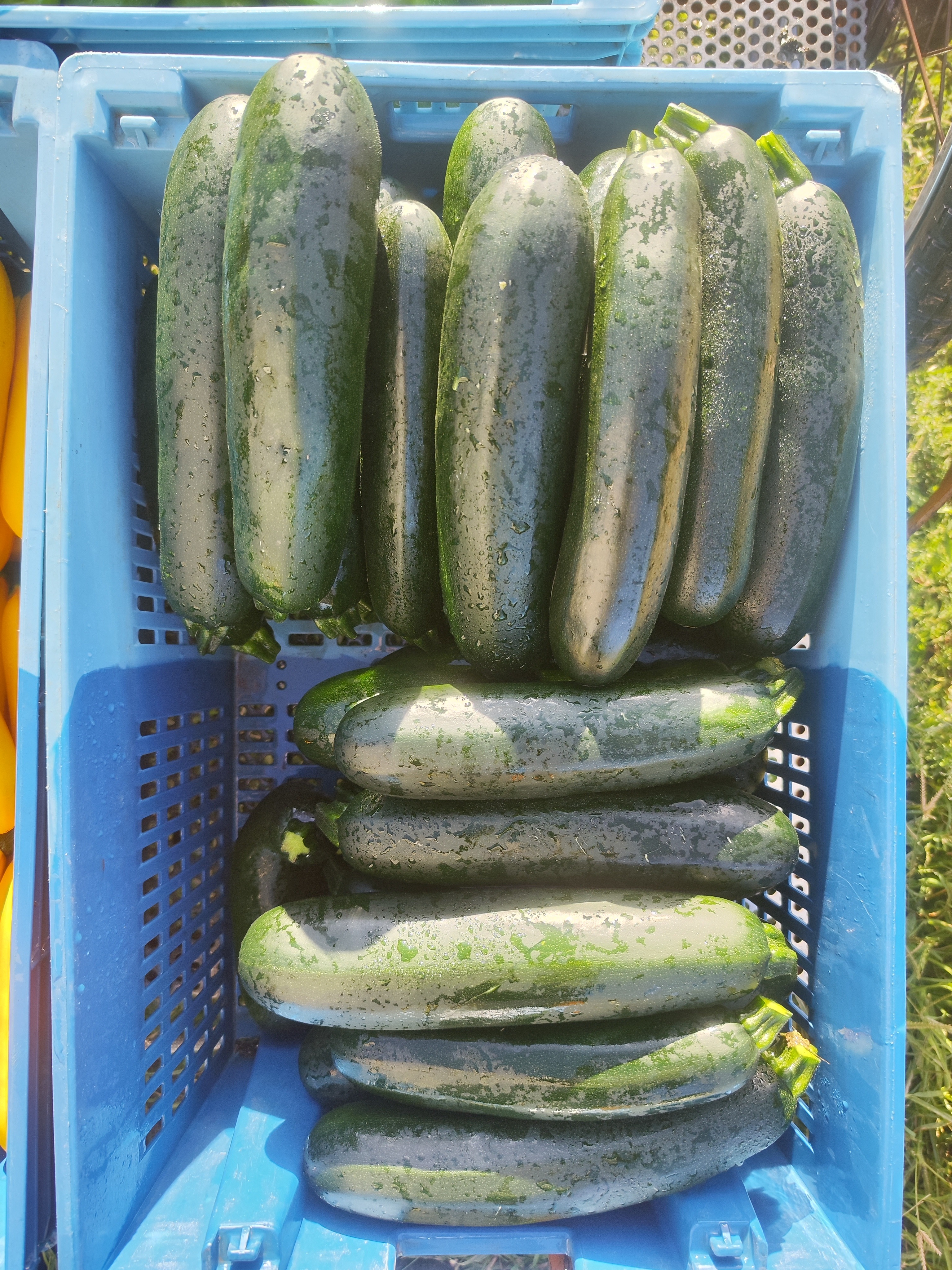 Courgette Verte