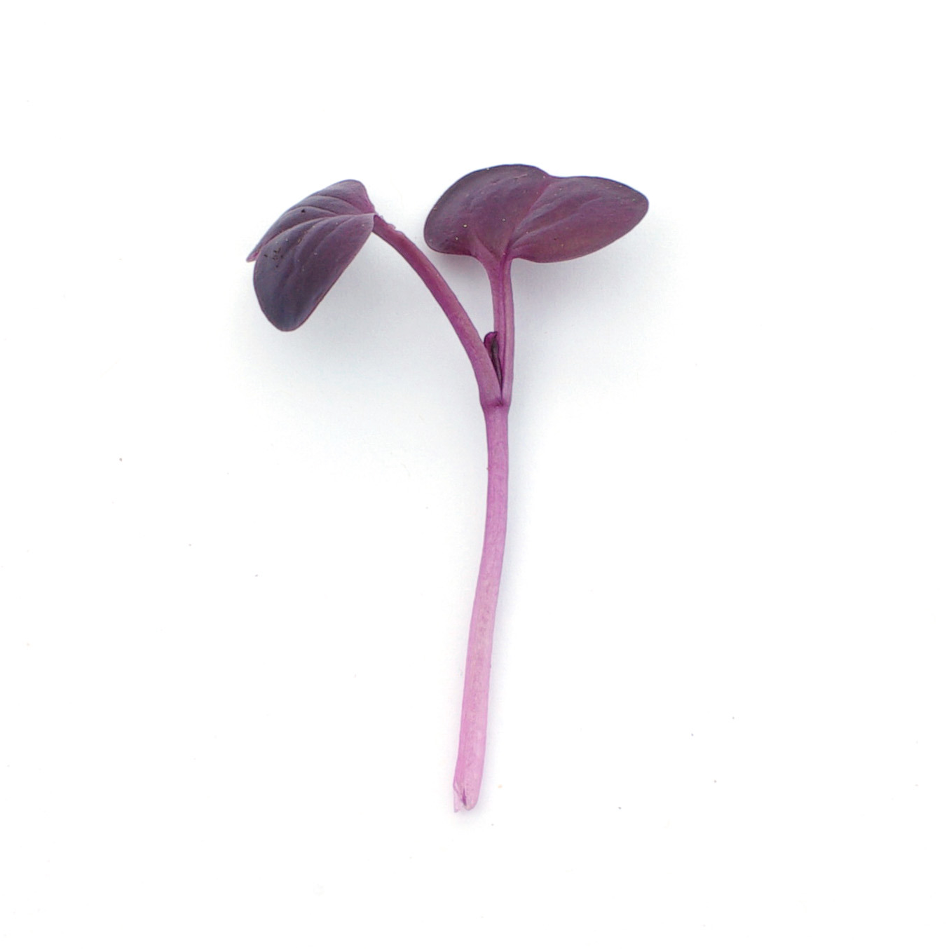 Micropousses - Radis pourpre