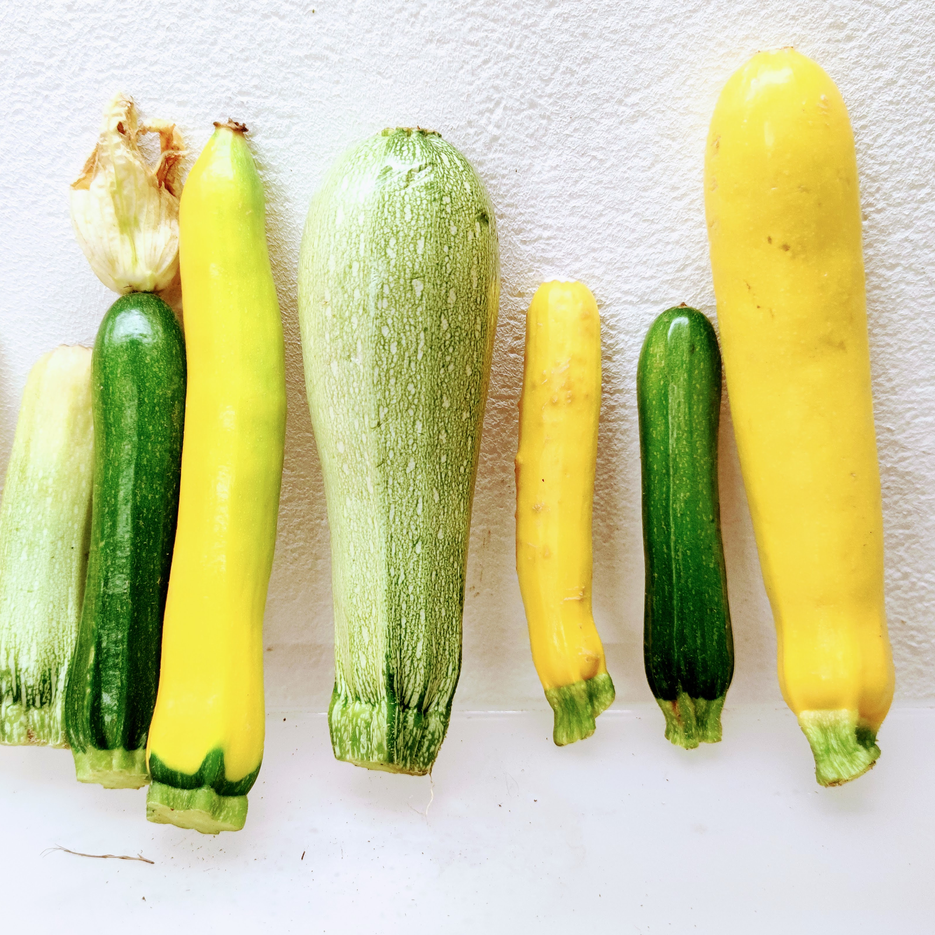Courgettes - Sachet - 0,5kg