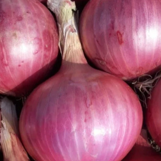 Oignon rouge