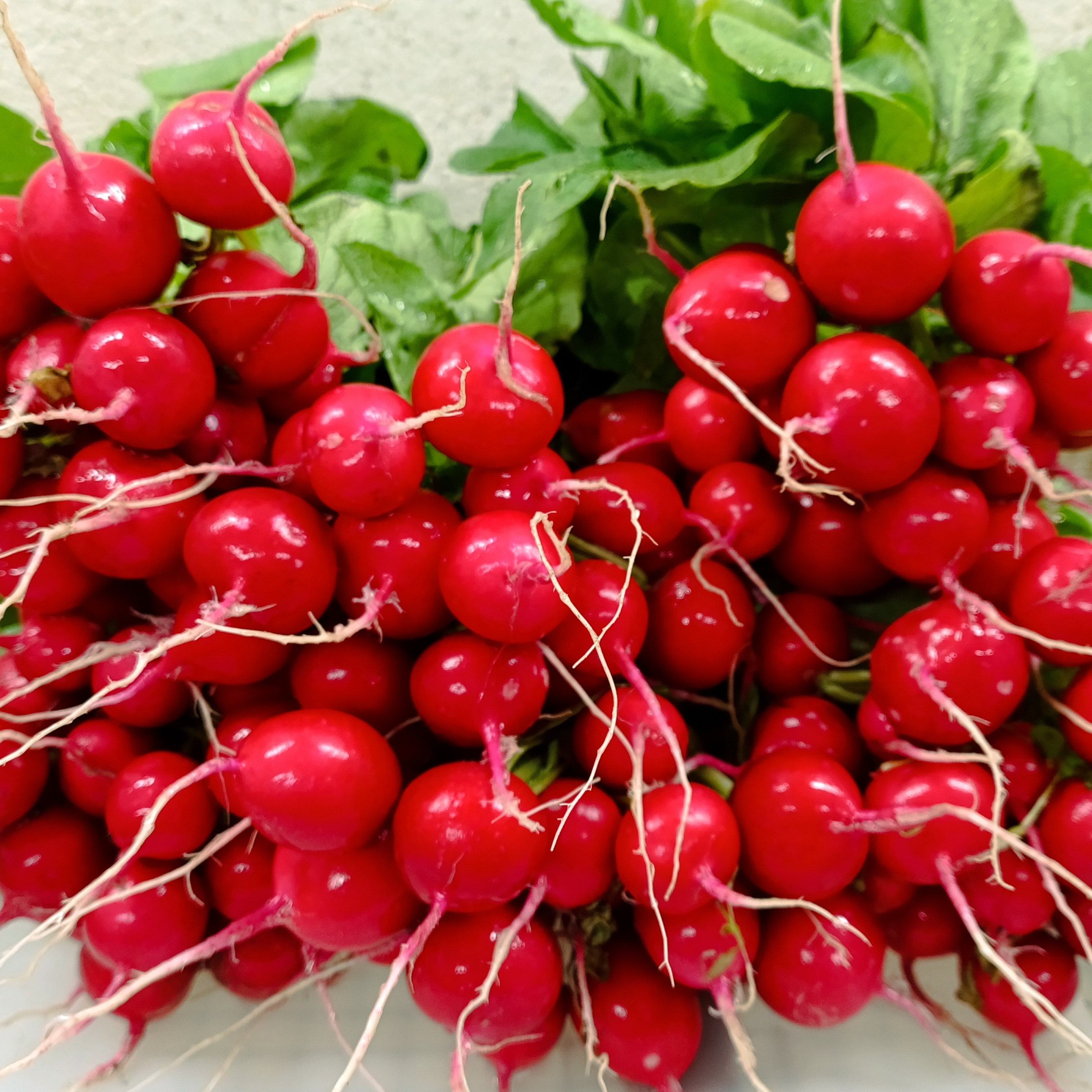 Radis ronds - Botte - 0,35kg