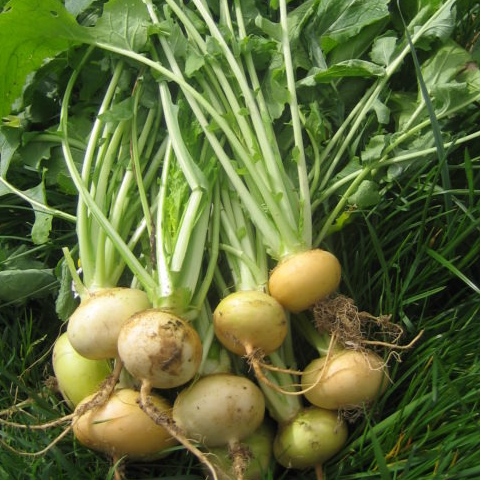 Navet Boule d'or