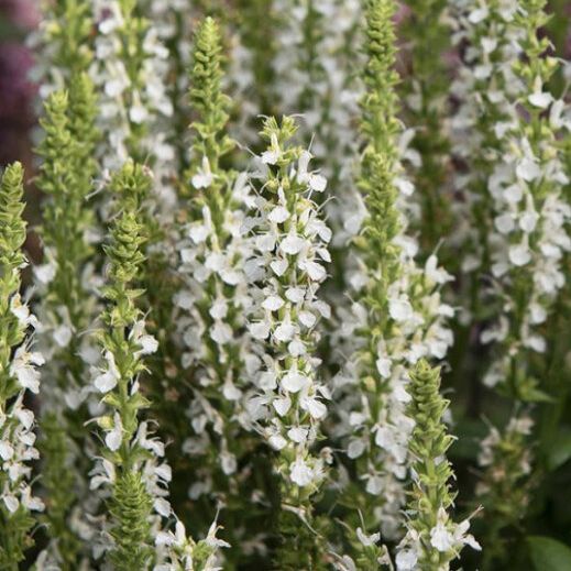 Sauge des bois blanche - Salvia nemorosa