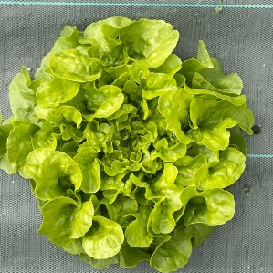 Salade feuille de chêne verte