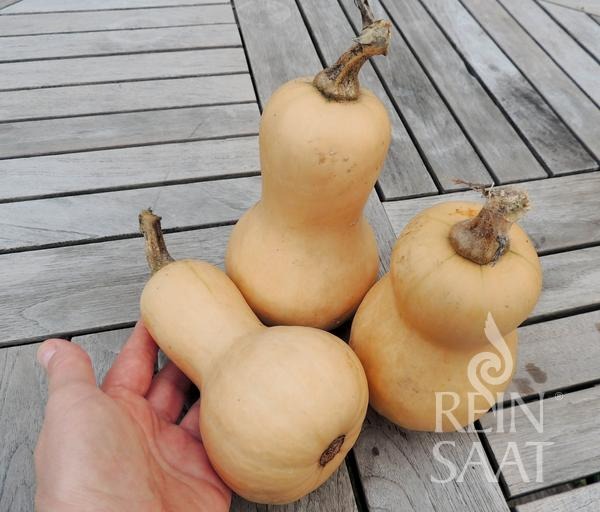 mini butternut