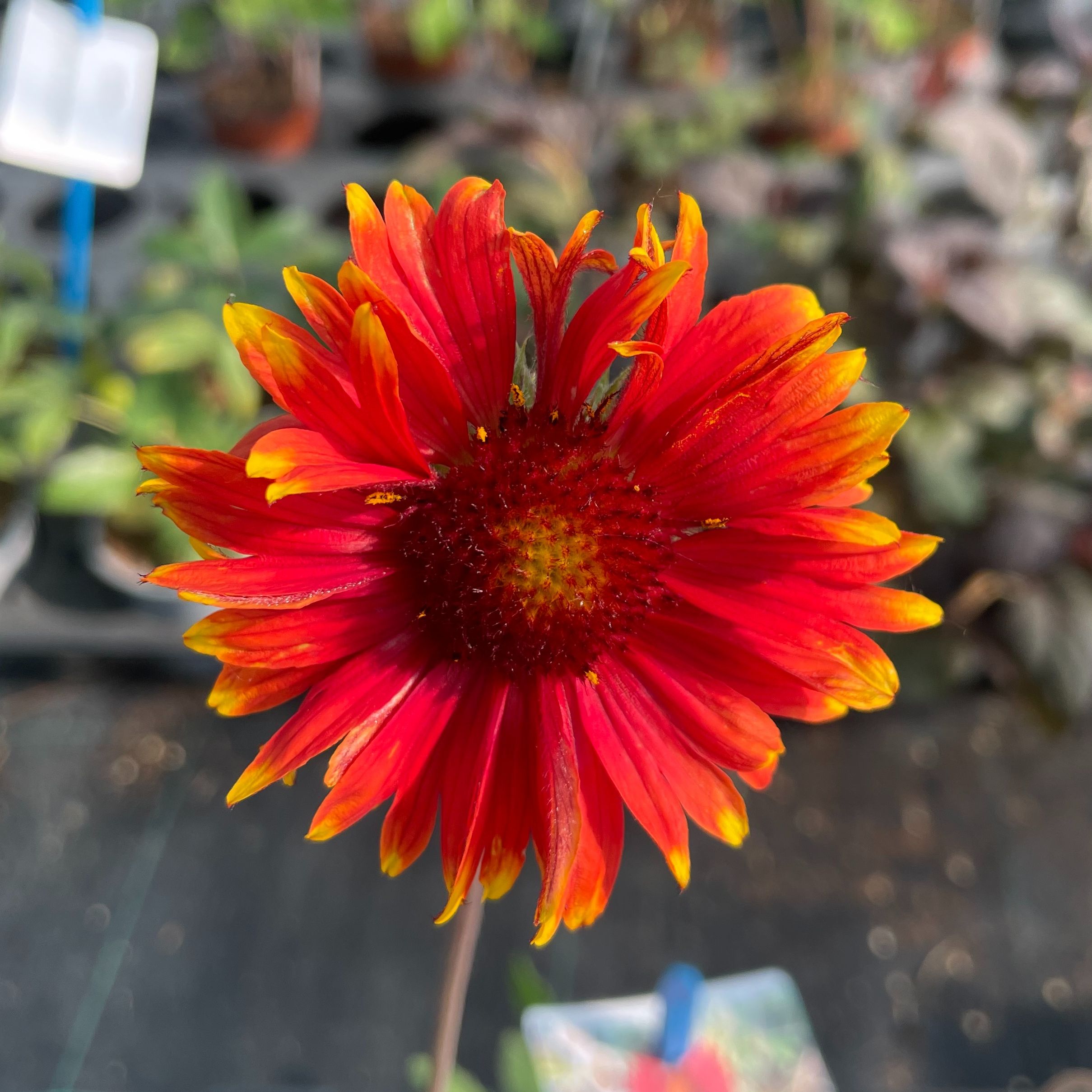 Gaillardia ‘Tokayer’