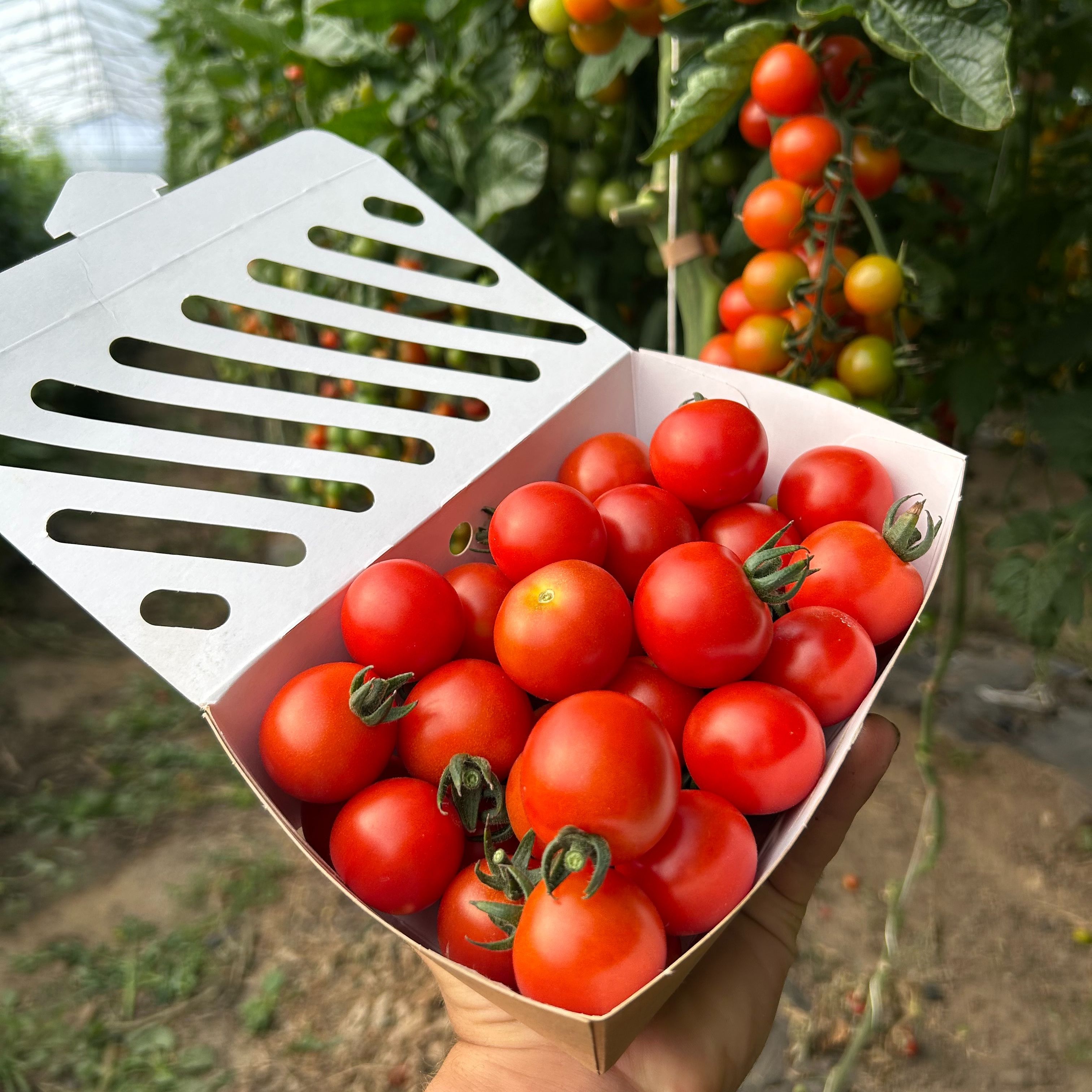 Tomates cerises rouge