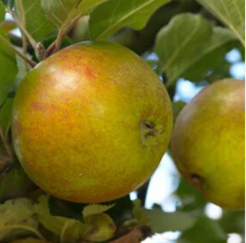 Pomme reinette des capucins - 1kg