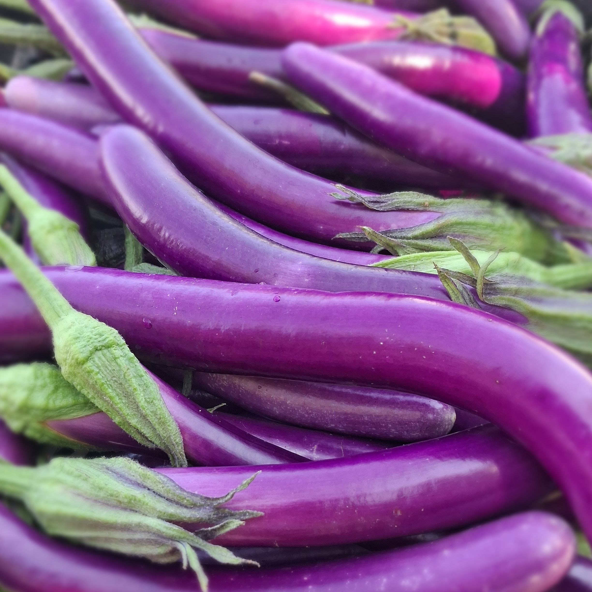 Aubergine asiatique