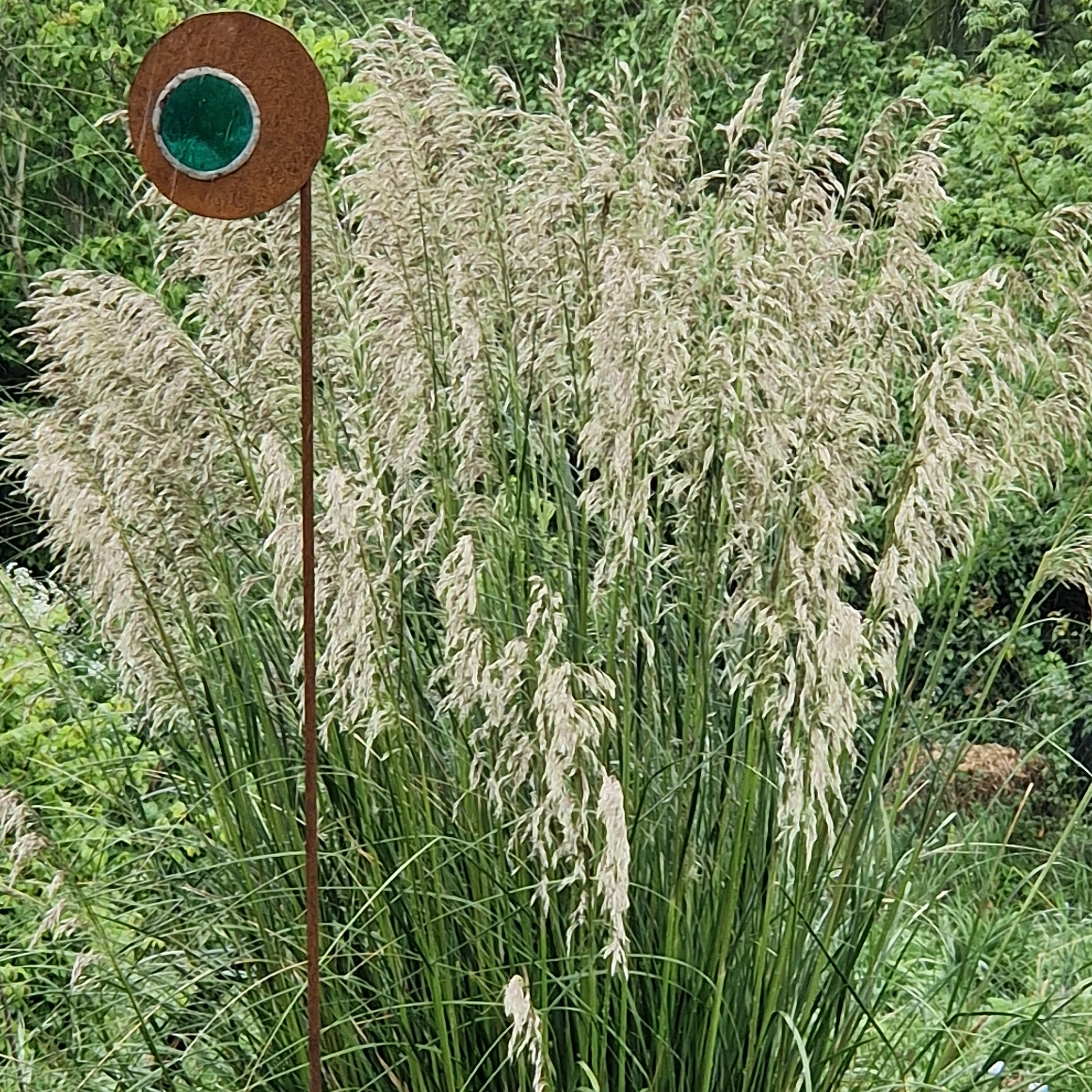 Ampelodesmos mauritanicus