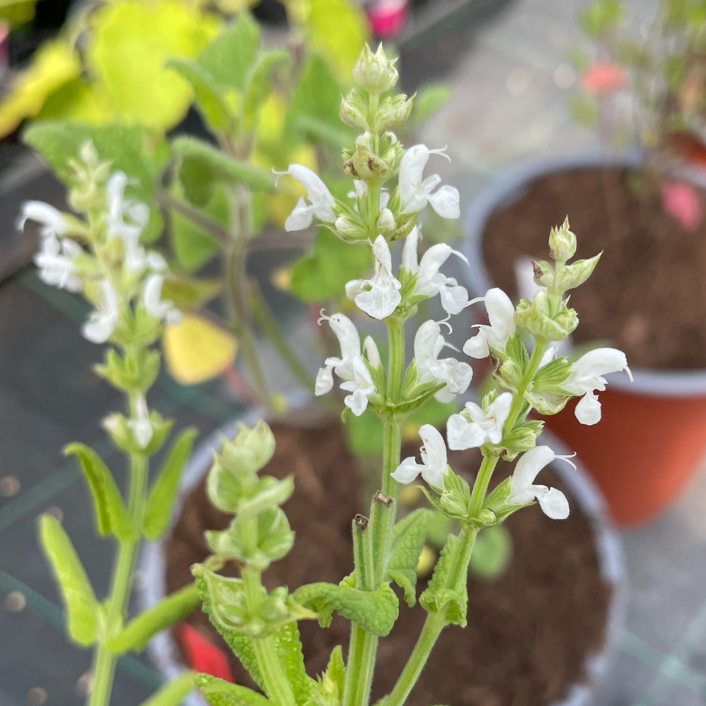 Salvia nemorosa 'Merleau Alba'