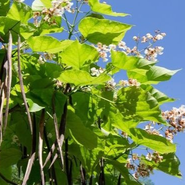 Catalpa / Catalpa bignonioides - 3l