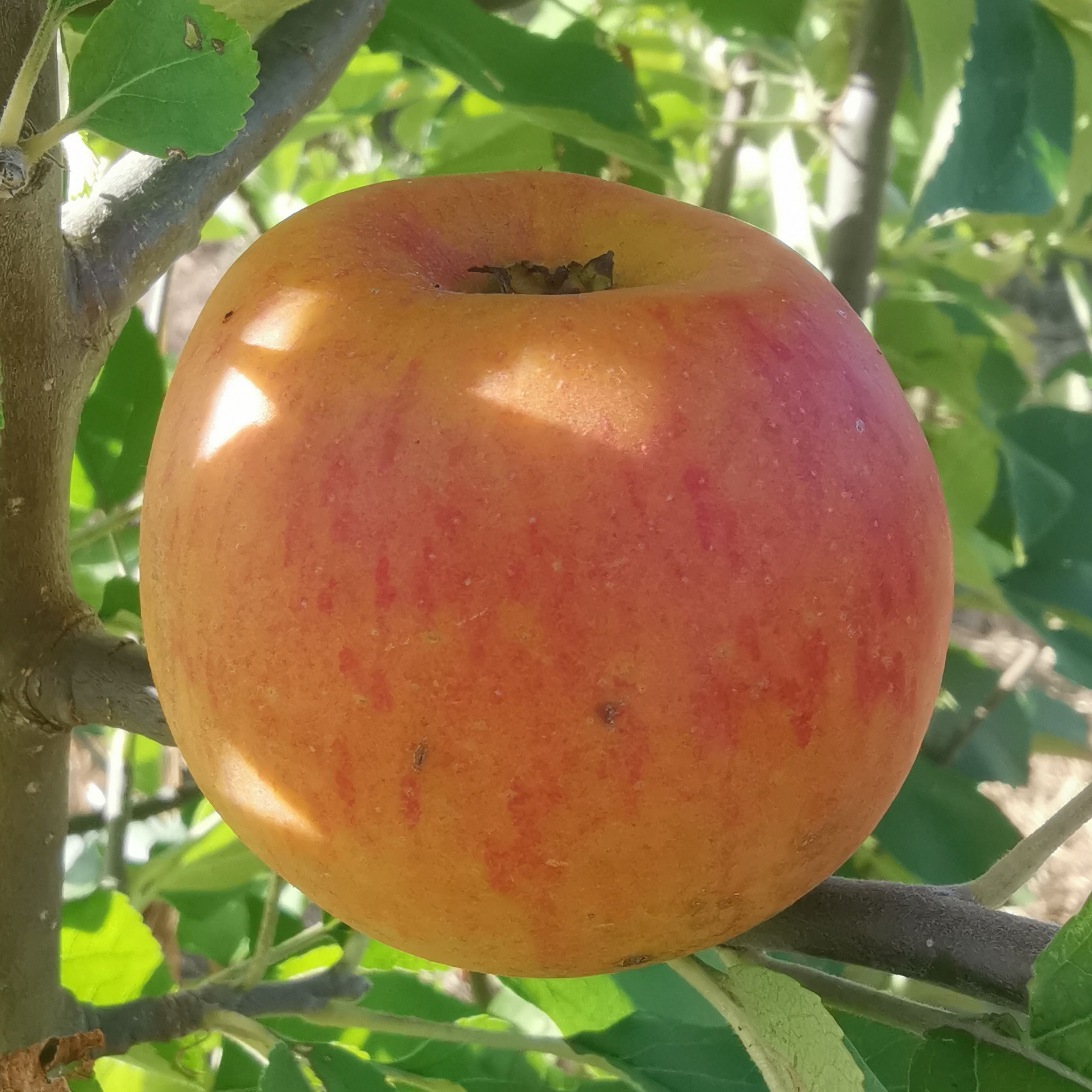 Reine des Reinettes – MM106