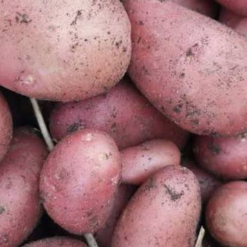Pomme de terre Primeur Rubis - 400g