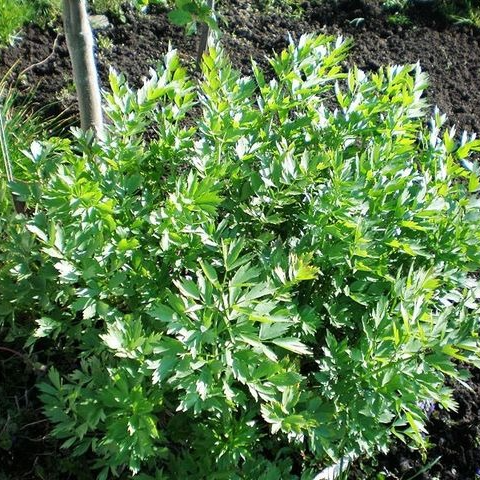 Livèche officinale en pot 1 litre