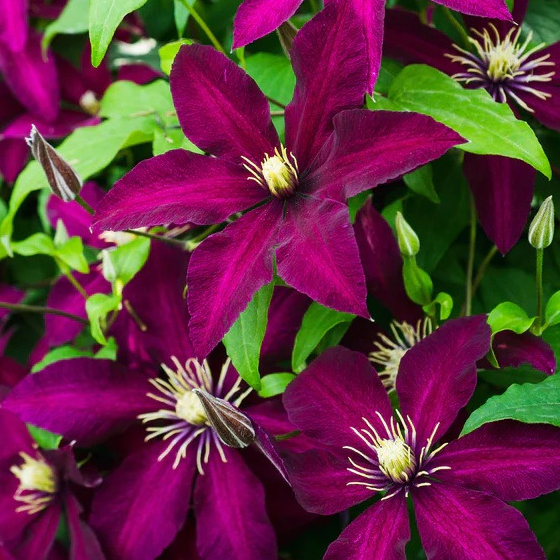 - Clematis "Niobe" - Pot 60/90
