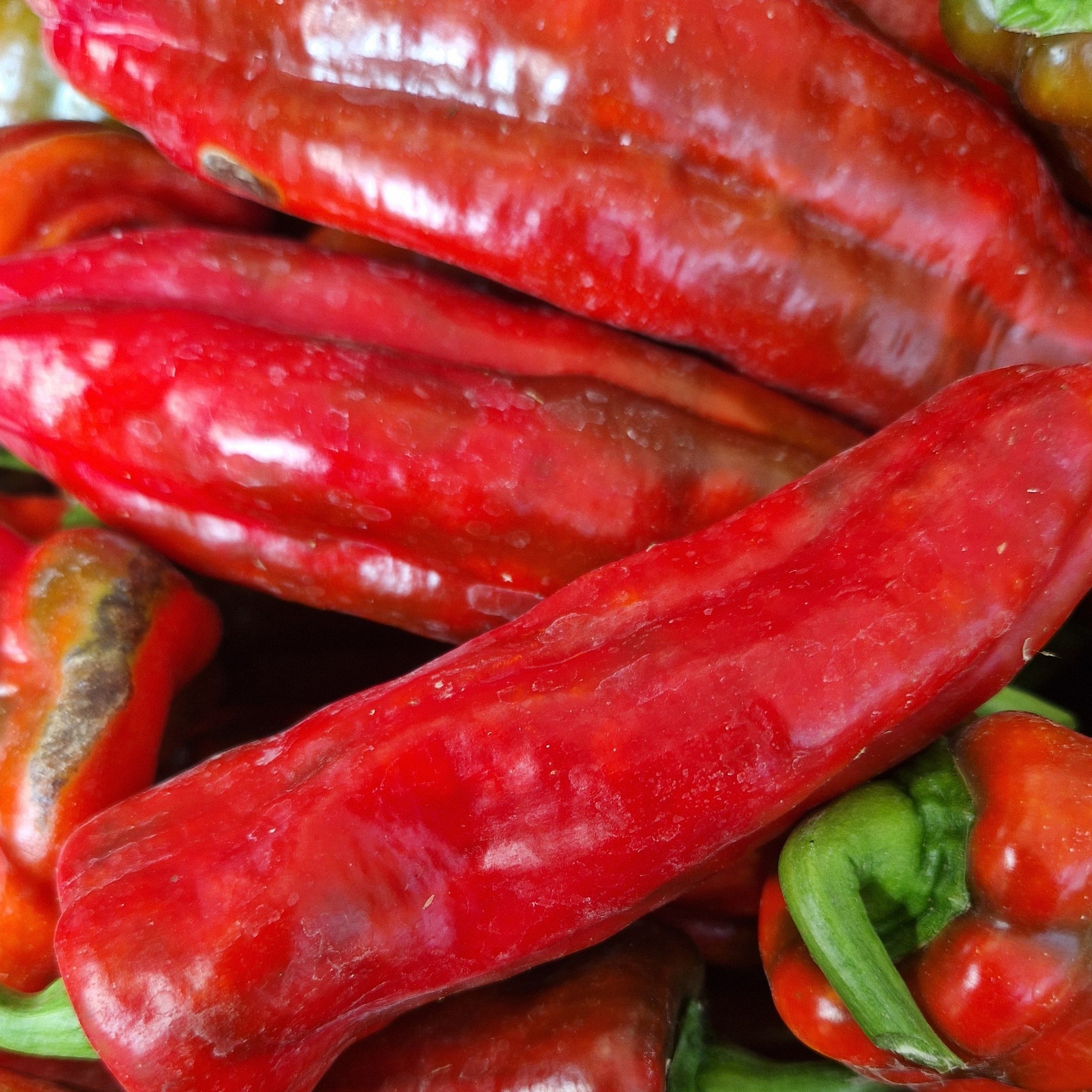 POIVRON ROUGE