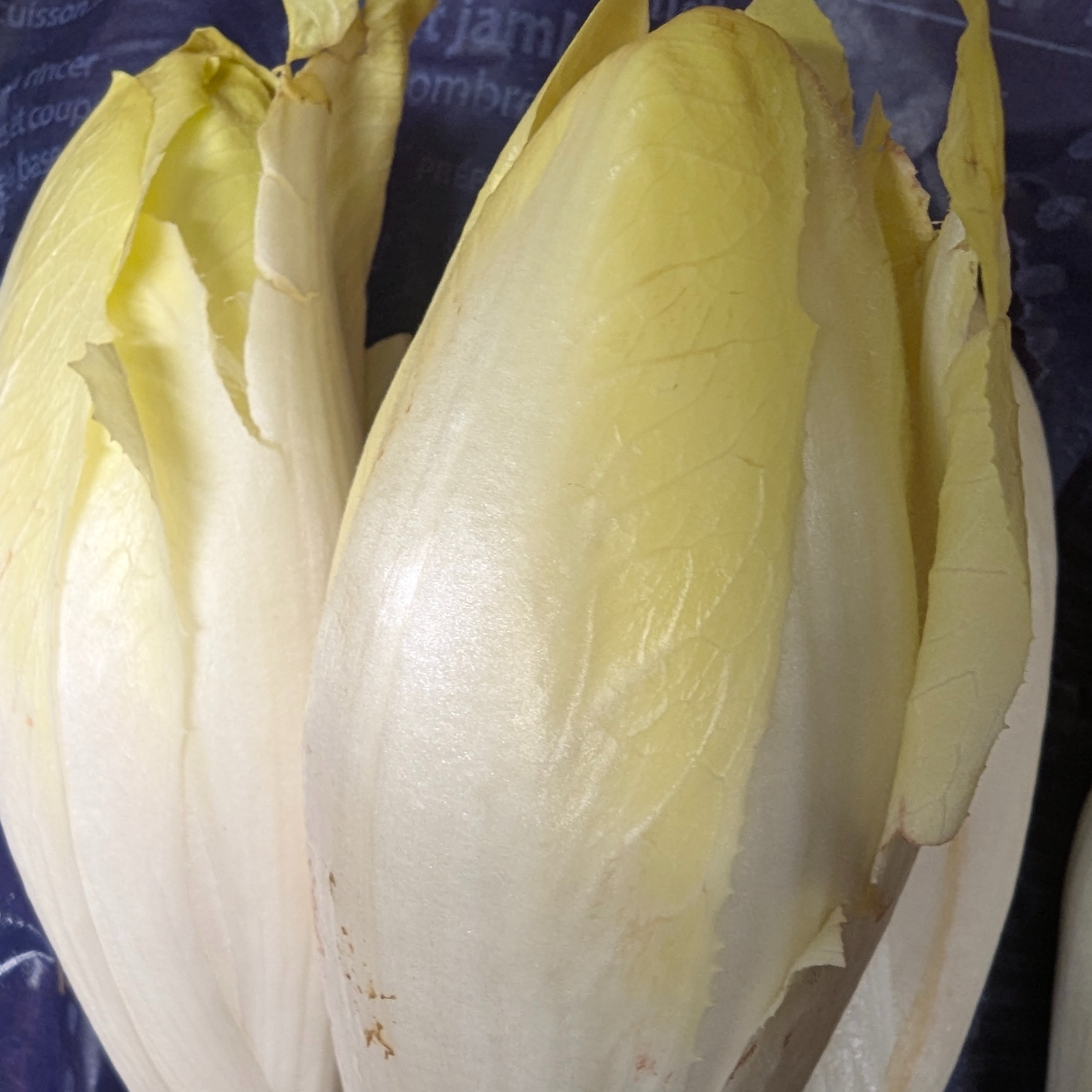 ENDIVE