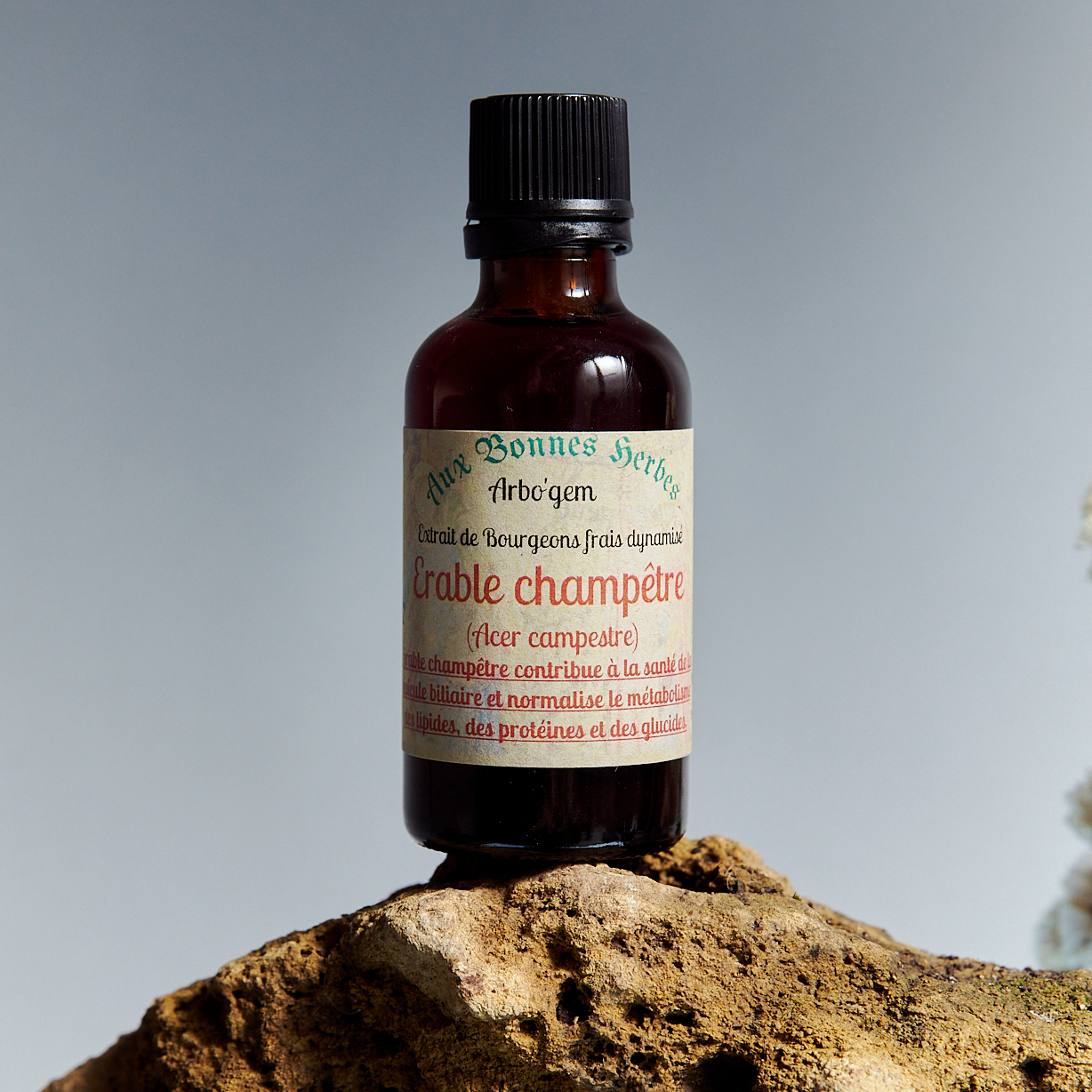 Erable champêtre - 50ml