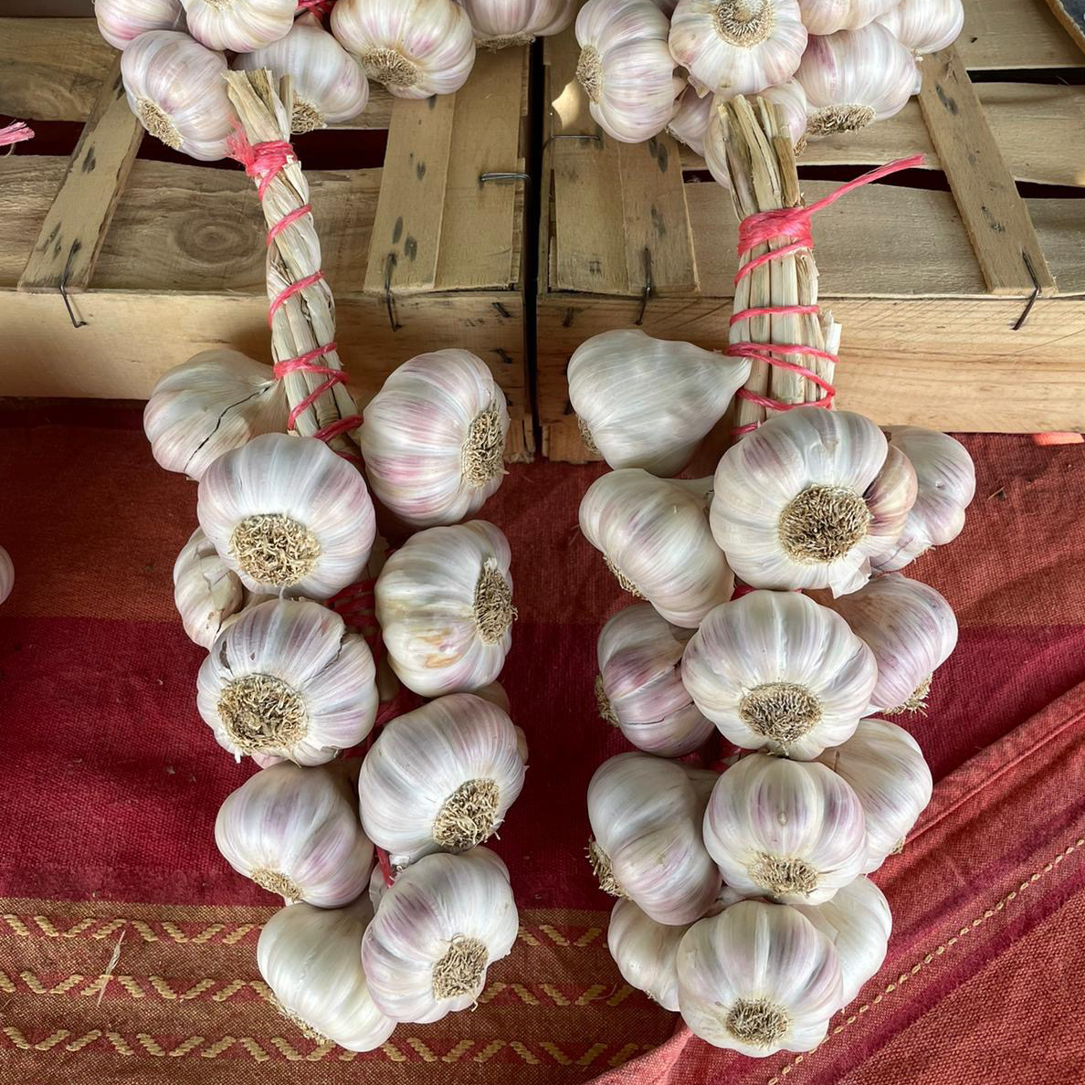 AIL ROSE DU TARN 1 Kg