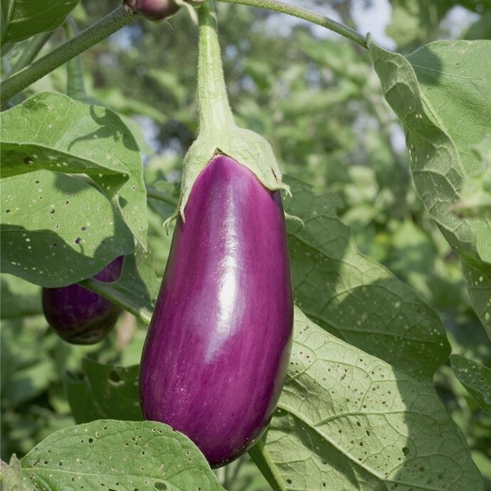 PLANT D'AUBERGINE LONGUE VIOLETTE Diamond