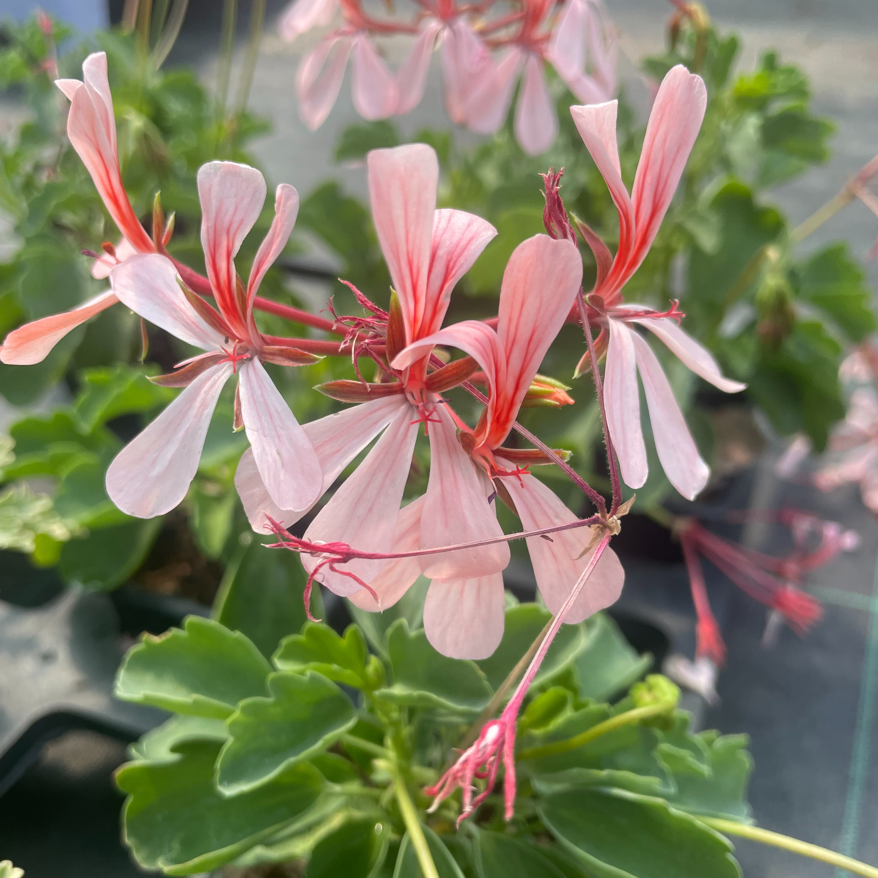 Pelargonium acetosum