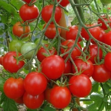 Tomate cerise Miel du Mexique en godet 8 cm