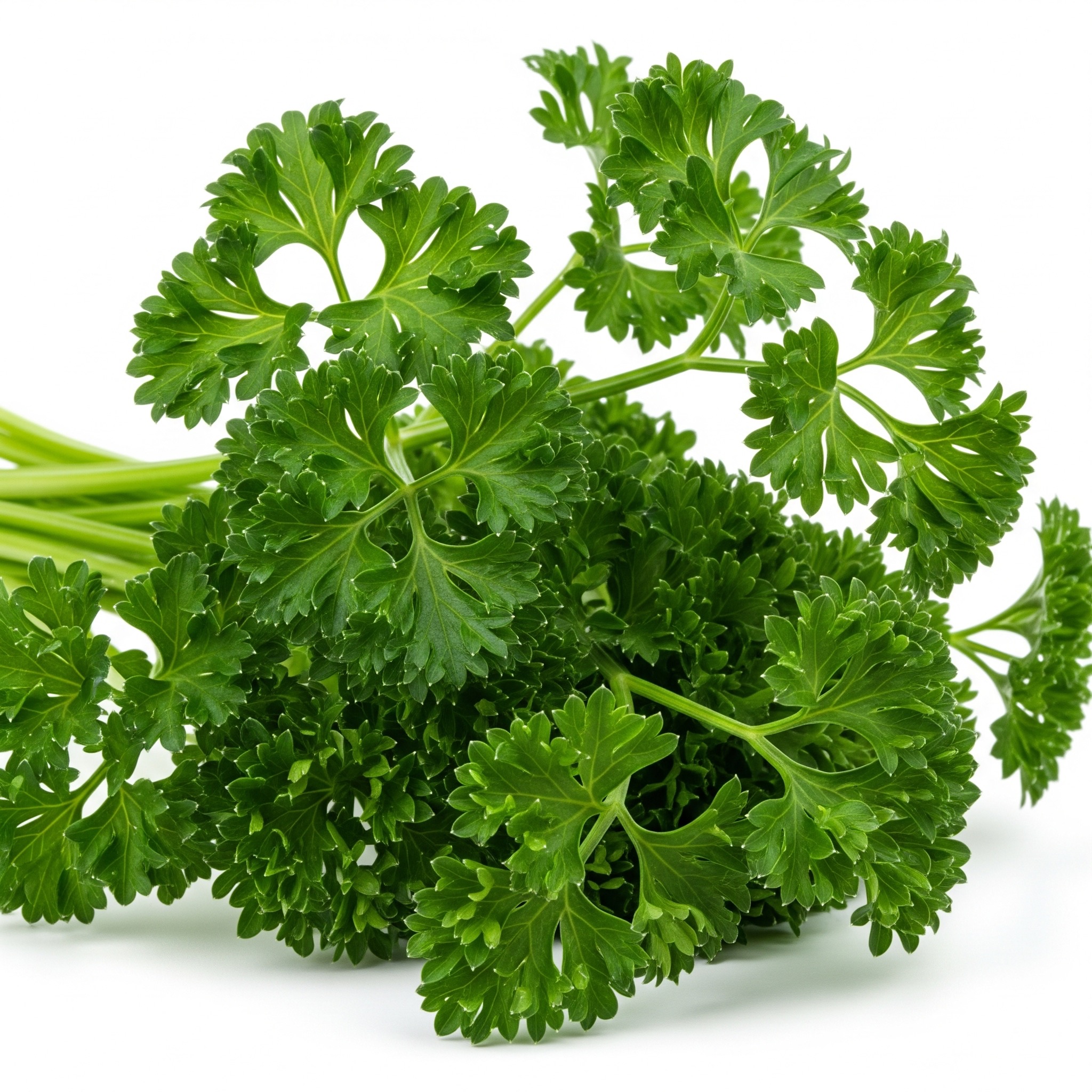 Persil frisé (botte)