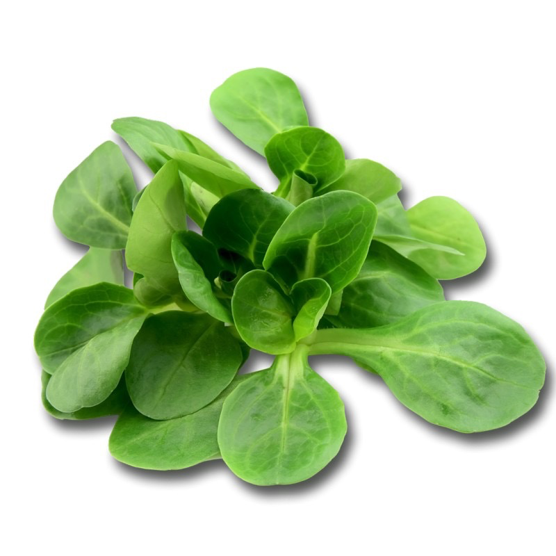 Mâche ( sachet de 200g )