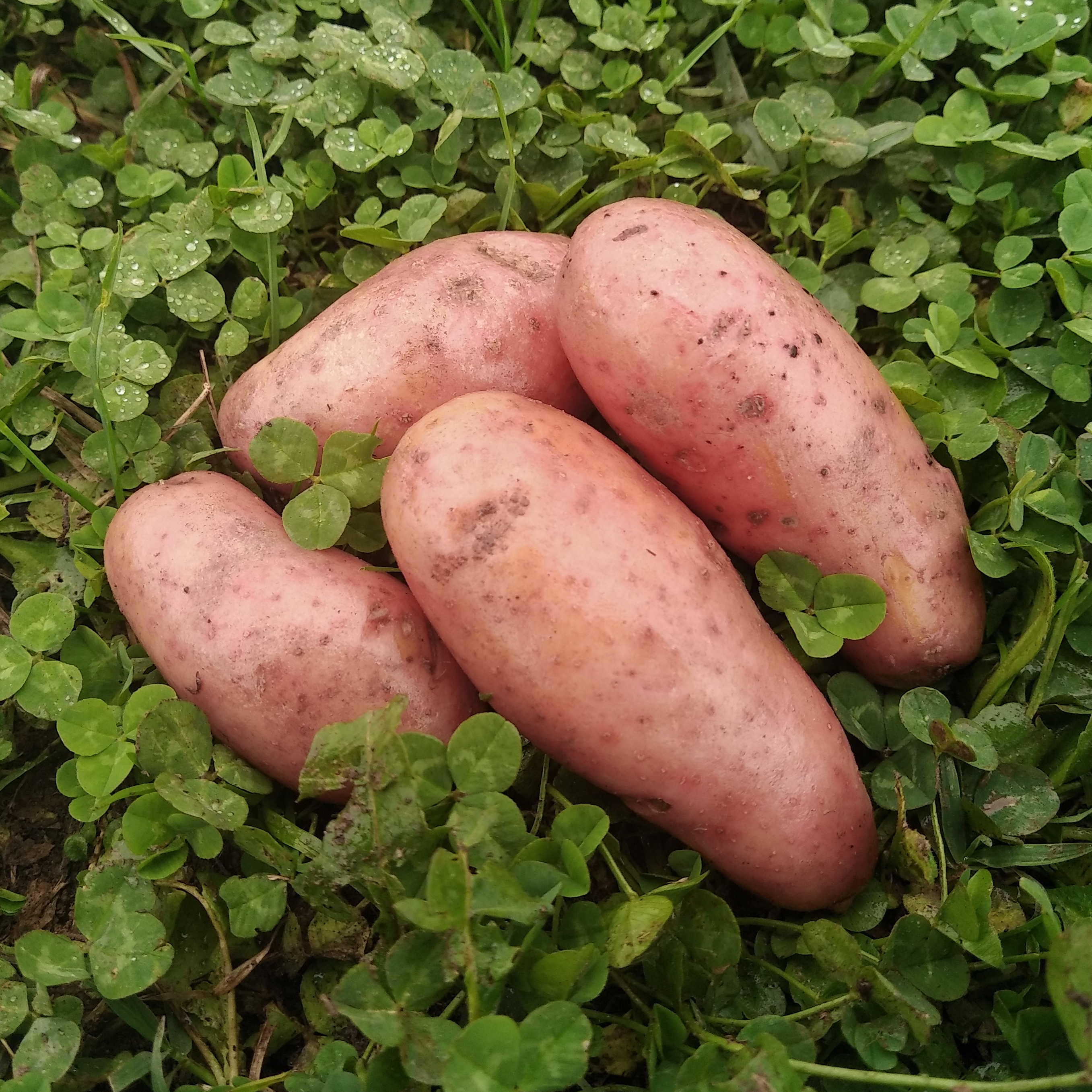 Pomme de terre - chair tendre
