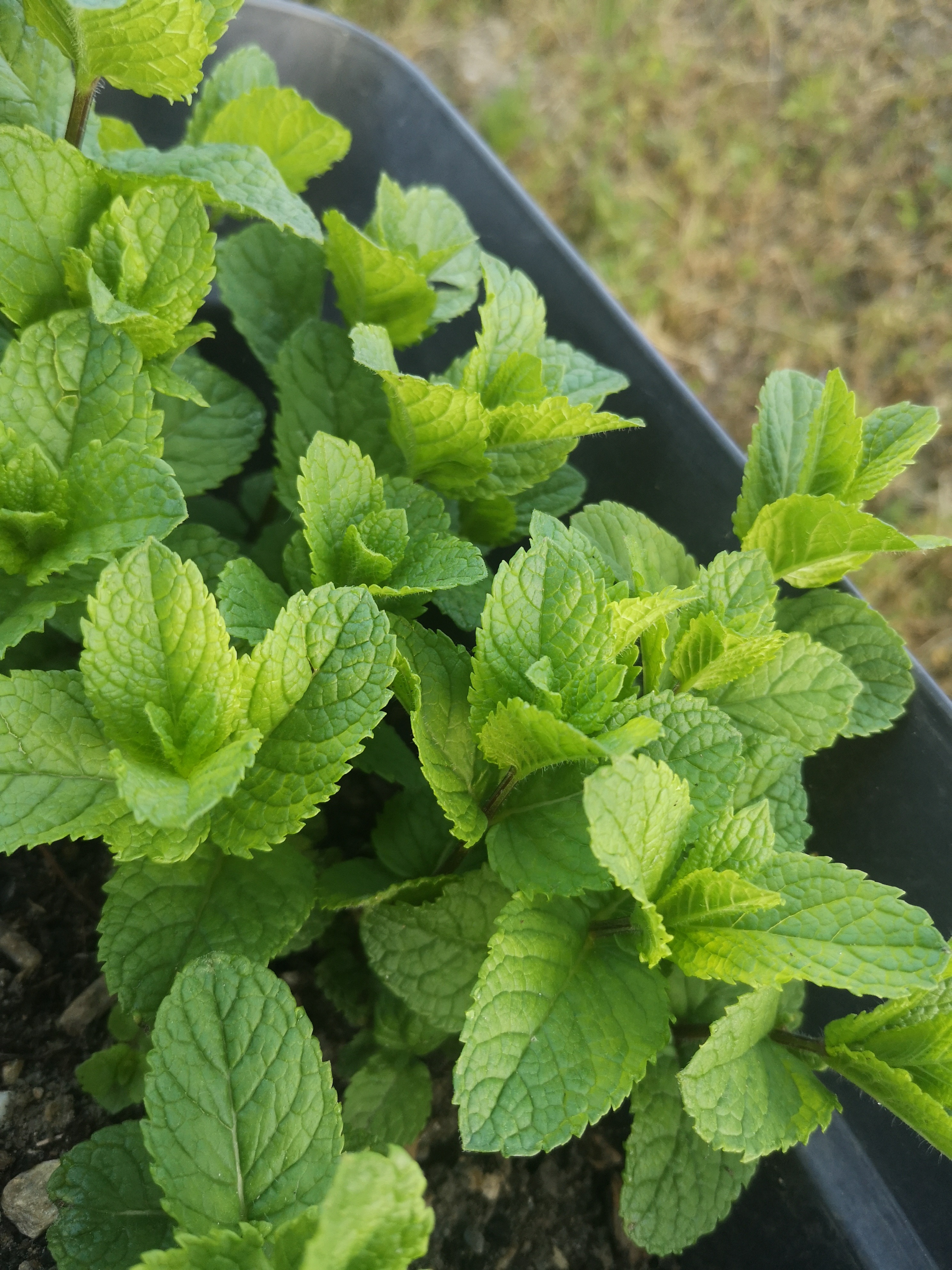 Menthe Fraîche