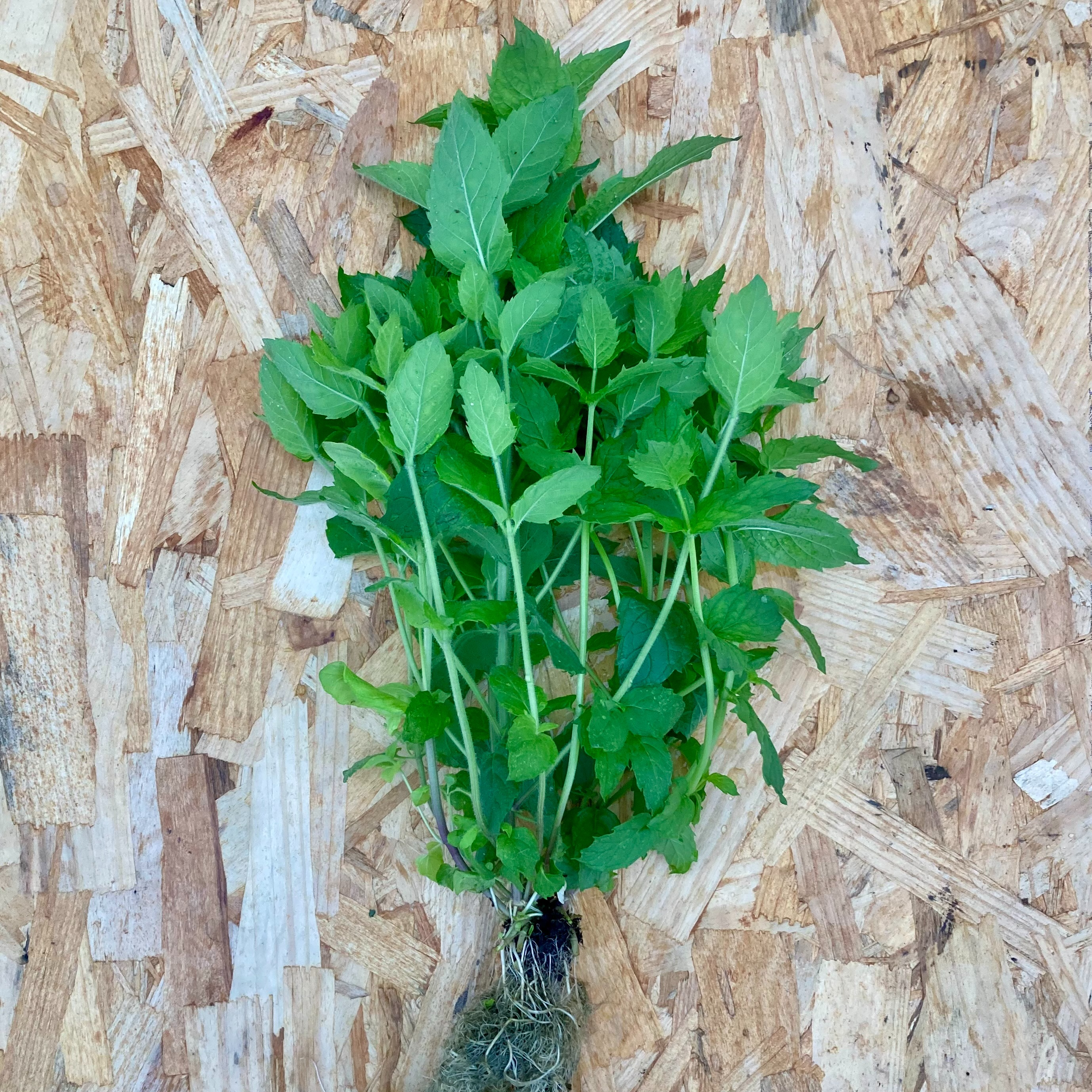 Menthe