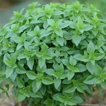 Basilic Grec en godet 8 cm