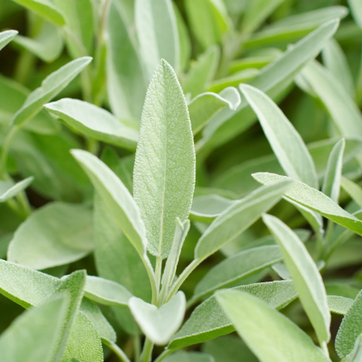 SAUGE OFFICINALE Bio